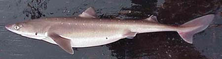 Spiny dogfish. Photo courtesy NOAA