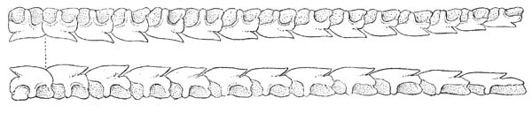 Upper and lower teeth of a spiny dogfish. Illustration courtesy Bigelow & Schroeder (1948) FWNA