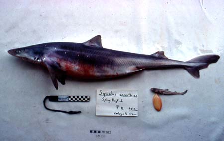 Spiny dogfish. Photo courtesy National Marine Fisheries Service