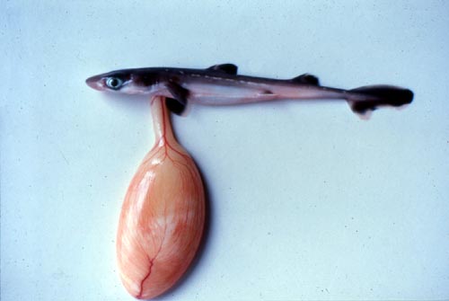Spiny dogfish embryo. Photo © Jose Castro