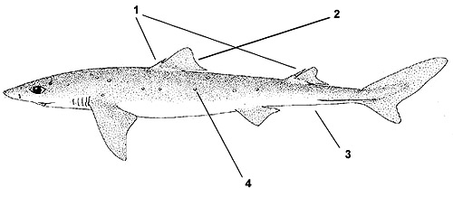 Spiny dogfish (Squalus acanthias). Illustration courtesy FAO, Species Identification and Biodata