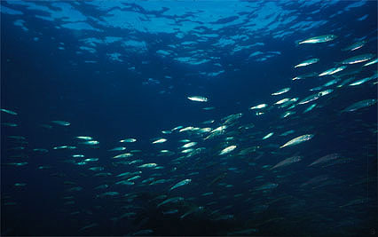 Spiny dogfish feed on mackerel. Photo courtesy NOAA
