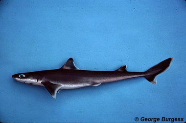 Cuban dogfish. Photo © George Burgess