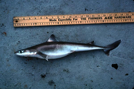 Cuban dogfish reach a maximum total length of approximately 43.3 inches. Photo © George Burgess