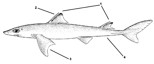 Cuban dogfish (Squalus cubensis). Illustration courtesy FAO, Species Identification and Biodata