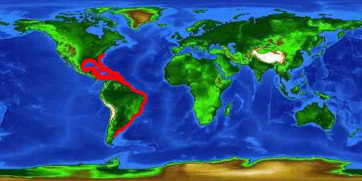 World distribution map for the Cuban dogfish