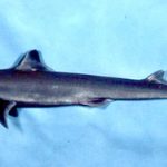 The longnose spurdog (above) is sometimes confused with the Cuban dogfish. Photo © George Burgess