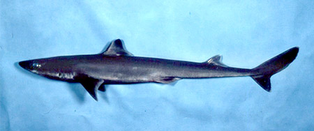 The longnose spurdog (above) is sometimes confused with the Cuban dogfish. Photo © George Burgess