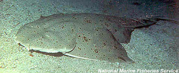 Pacific angelshark. Photo courtesy National Marine Fisheries Service