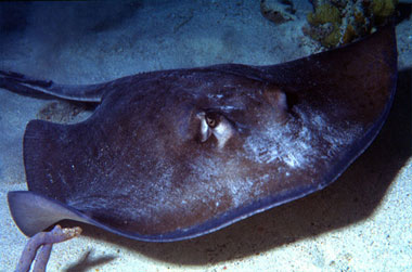 Southern stingray - notice that the pectoral fins are completely attached to the head in contrast to angelsharks which have pectoral fins that are separated from the head. Photo © George Ryschkewitsch