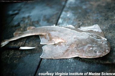 Atlantic Angelshark. Photo courtesy Virginia Institute of Marine Science