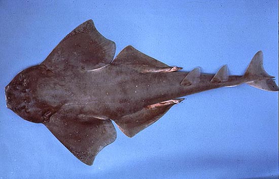 Atlantic angel shark. Photo © George Burgess