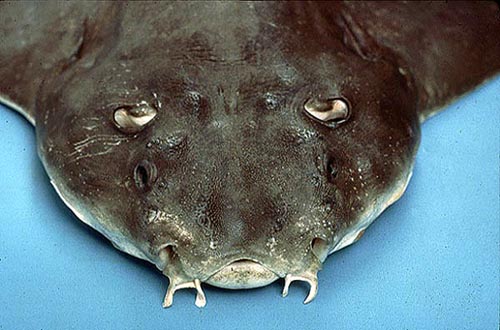 Atlantic angel shark - up close. Photo © George Burgess