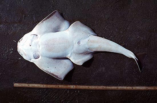 Atlantic angel shark - ventral view. Photo © George Burgess