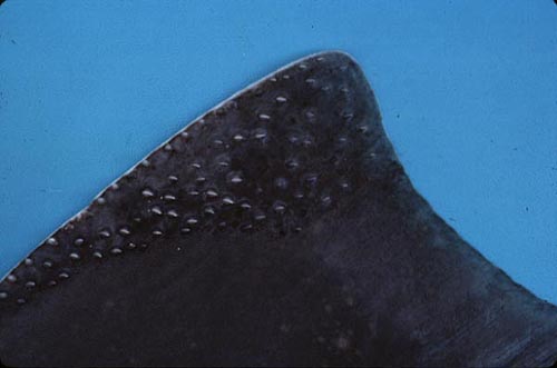 Atlantic angel shark - denticles. Photo © George Burgess