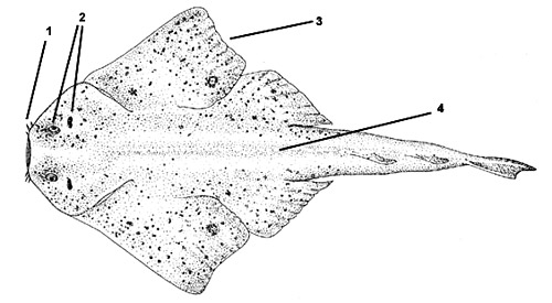 Atlantic Angelshark (Squatina dumeril). Illustration courtesy FAO Species Identification and Biodata