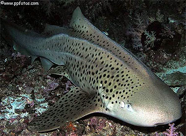 Zebra Shark. Photo © Pasquale Pascullo