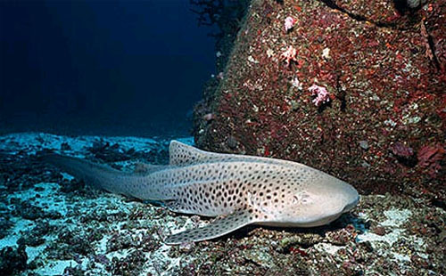 Zebra shark in the waters off Thailand. Photo © Doug Perrine