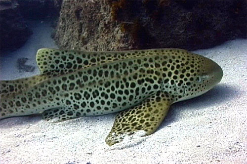Zebra sharks have numerous dark brown spots on the body and fins. Photo © Tim Hochgrebe