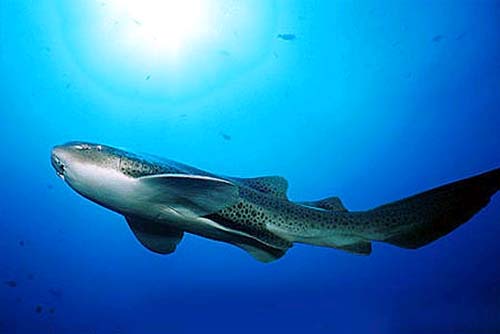 Zebra sharks feed on mollusks, shrimps, crabs, and small bony fishes. Photo © Doug Perrine