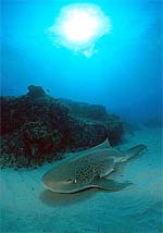 Zebra shark. Photo © Doug Perrine