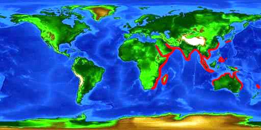 World distribution map for the zebra shark