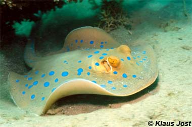 Bluespotted Ribbontail Ray. Photo © Klaus Jost