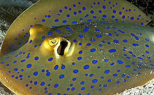 Bluespotted ribbontail ray. Photo © Doug Perrine