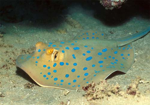 Bluespotted ribbontail rays resides in coral reef habitats, venturing out to sandy areas during high tides to feed. Photo © Klaus Jost
