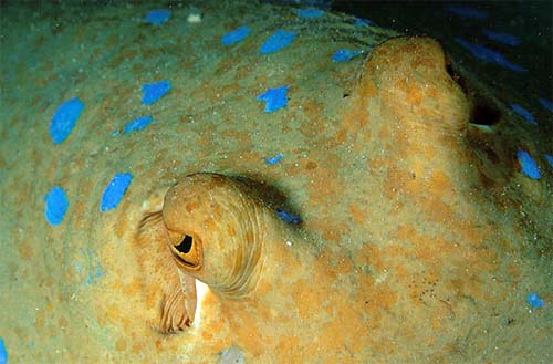 Up-close view of the eyes of a bluespotted ribbontrail ray. Photo © Steve Jones