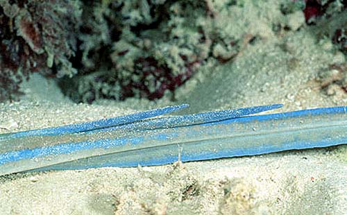 The tail spines of a bluespotted ribbontrail ray. Photo © Doug Perrine