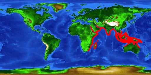 World distribution map for the bluespotted ribbontail ray