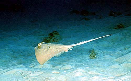 Bluespotted ribbontail rays are sometimes confused with the bluespotted stingray (as pictured above) due to similarities in coloration. Photo © Doug Perrine