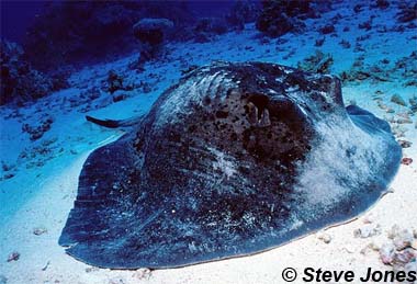 Blotched Fantail Ray. Photo © Steve Jones