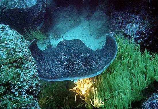 Blotched fantail ray. Photo © Brian Donahue