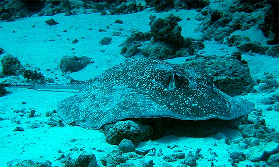 Blotched fantail rays feed along the bottom, searching for benthic fish, crabs, and shrimp. Photo © Brian Donahue