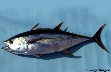 Yellowfin Tuna. Photo © George Burgess