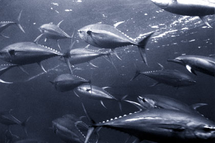 Schooling yellowfin tuna. Photo courtesy NOAA