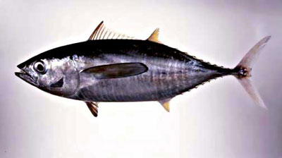 Yellowfin tuna. Photo courtesy National Park Service