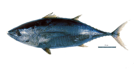 Yellowfin tuna. Photo courtesy U.S. Food and Drug Administration