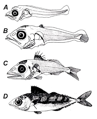 Yellowfin tuna larvae: A. 5.1 mm NL, B. 6.0 mm SL, C. 8.5 mm SL, D. 46.0 mm SL. Image courtesy NOAA, Tech Memo (NMFS-SEFC-240)