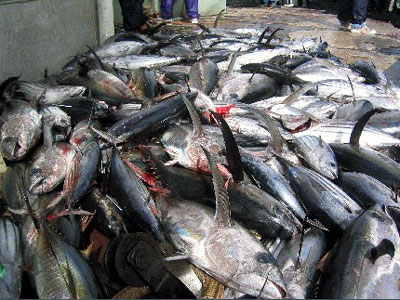 Tuna catch: yellowfin, skipjack, and bigeye tuna aboard tuna fishing vessel. Photo © Craig Knickle