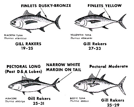 Distinguishing characteristics of tunas. Image courtesy NMFS, ABT Tech Sheet No. 4