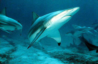 Blacktip sharks (Carcharhinus limbatus) feed on yellowfin tuna. Photo © David Snyder