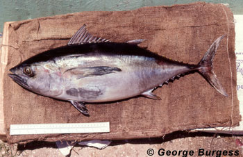 Blackfin tuna. Photo © George Burgess
