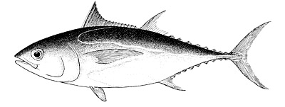 Illustration of the blackfin tuna. Image courtesy FAO Species Catalogue: Vol. 2 Scombrids of the World