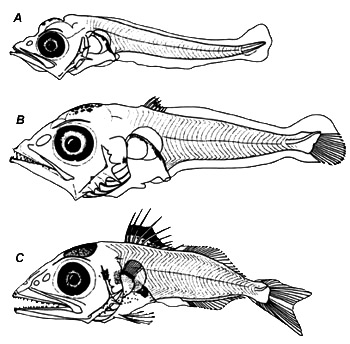 Larval blackfin tuna: A.5.1 mm NL, B. 6.0 SL, C. 8.5mm SL. Image courtesy NOAA (Technical Memorandum NMFS-SEFC-240)