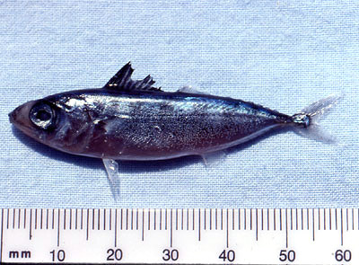 Juvenile blackfin tuna. Photo © George Burgess