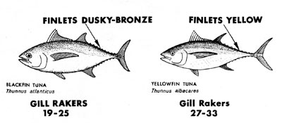 Distinguishing characteristics of blackfin tuna and yellowfin tuna. Image courtesy NMFS (ABT Tech Sheet No. 4)