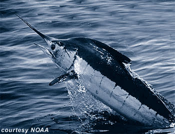 Blue marlin often feed on blackfin tuna. Photo courtesy NOAA